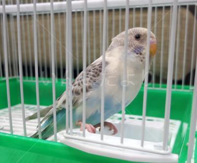 保護鳥の写真