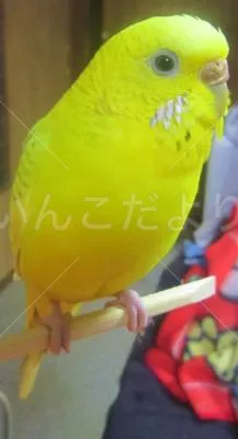 保護鳥の写真