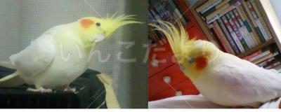 迷い鳥の写真