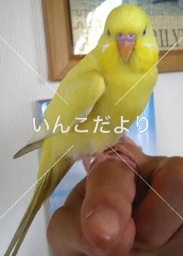 保護鳥の写真