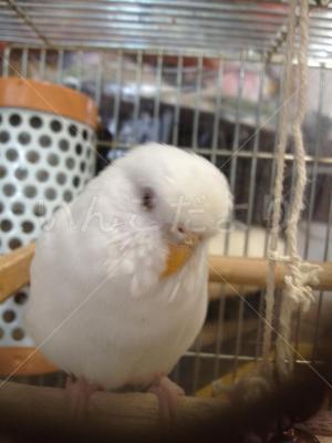 迷い鳥の写真