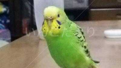 迷い鳥の写真
