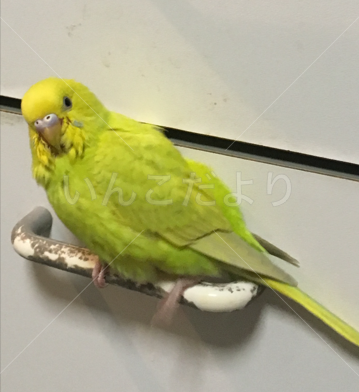 迷い鳥の写真