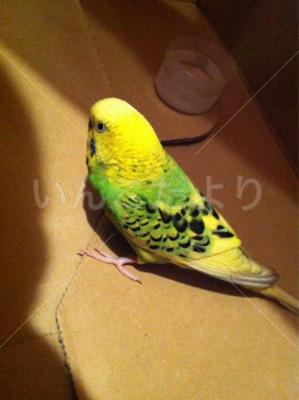 保護鳥の写真