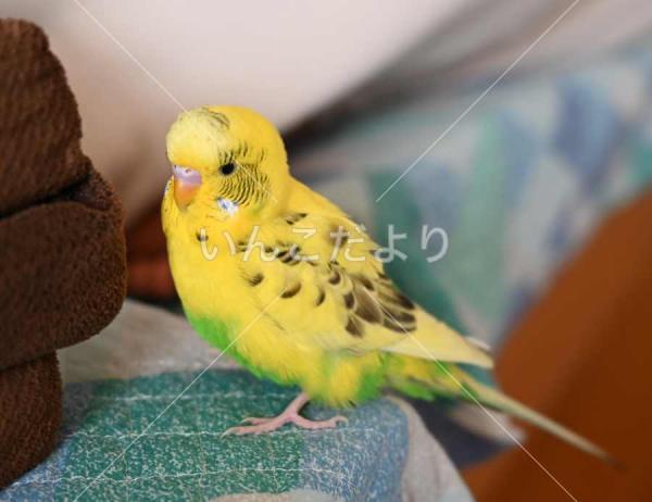 迷い鳥の写真