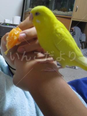 迷い鳥の写真