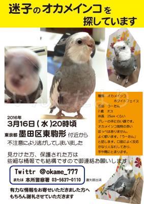 迷い鳥の写真