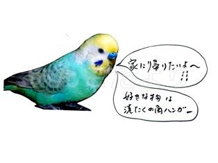 迷い鳥の写真