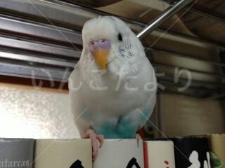 迷い鳥の写真
