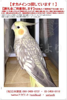 迷い鳥の写真