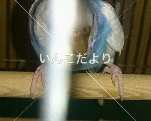 迷い鳥の写真