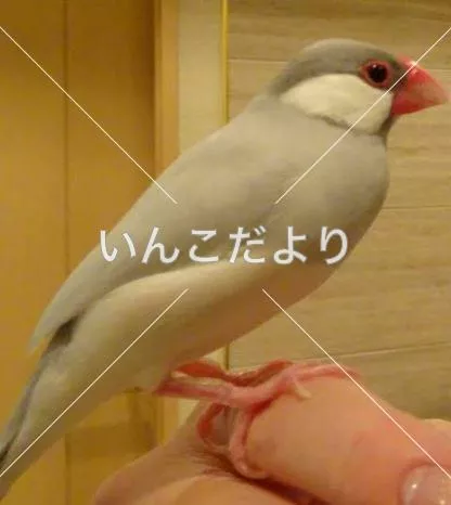 保護鳥の写真