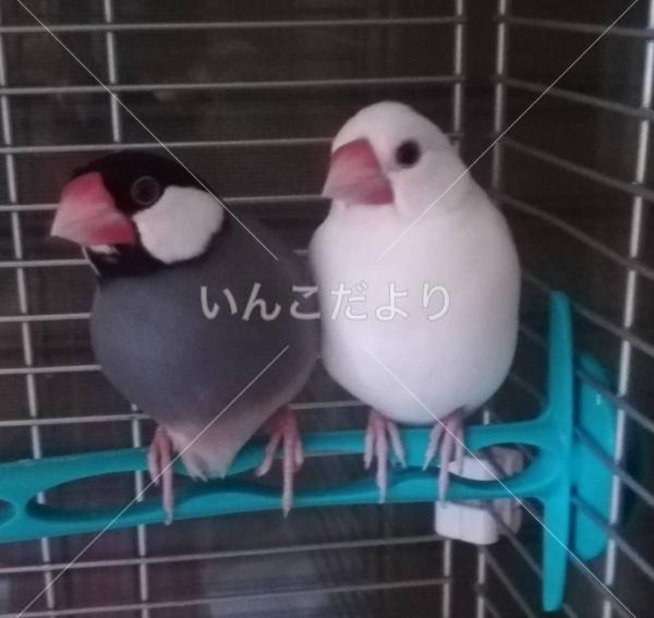迷い鳥の写真