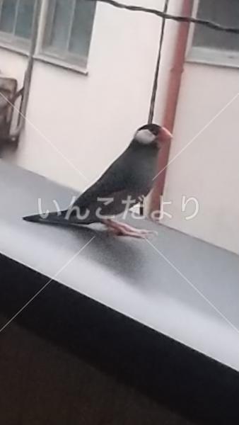 保護鳥の写真