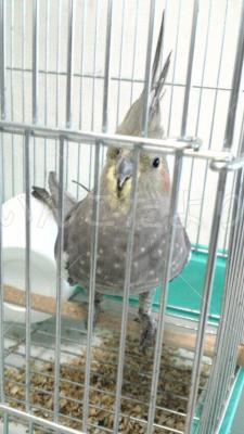 保護鳥の写真