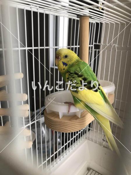 保護鳥の写真