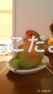 迷い鳥の写真