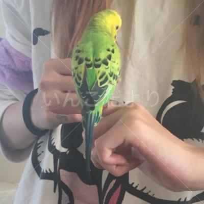 保護鳥の写真