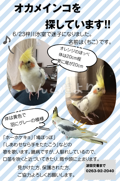 迷い鳥の写真