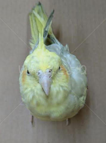 保護鳥の写真