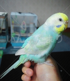 迷い鳥の写真