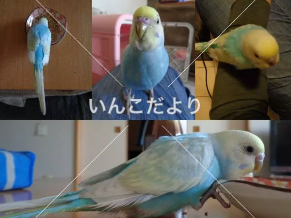 保護鳥の写真