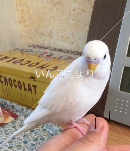 迷い鳥の写真