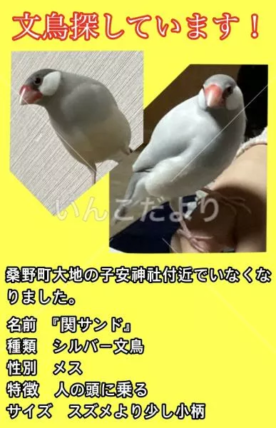 迷い鳥の写真