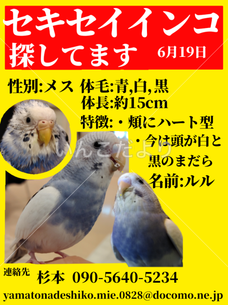 迷い鳥の写真
