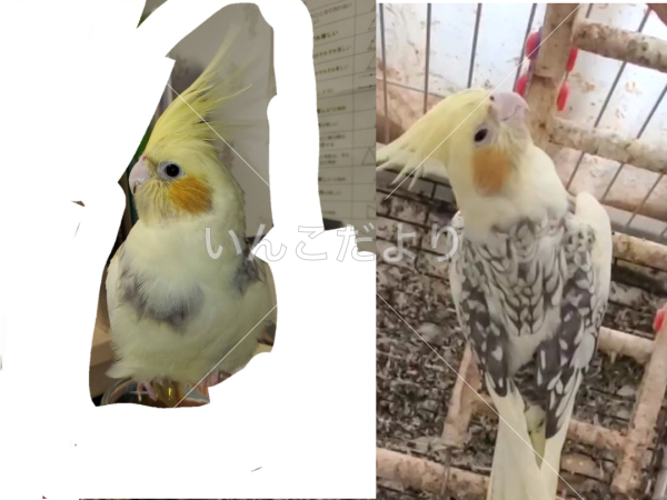 迷い鳥の写真