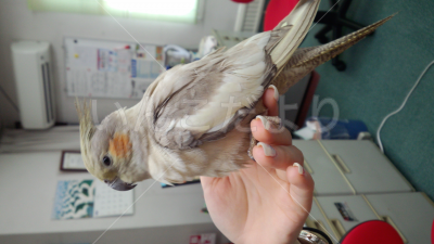 保護鳥の写真