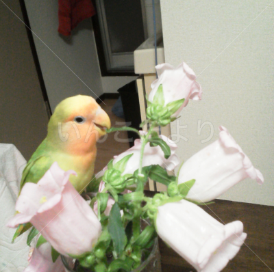 迷い鳥の写真