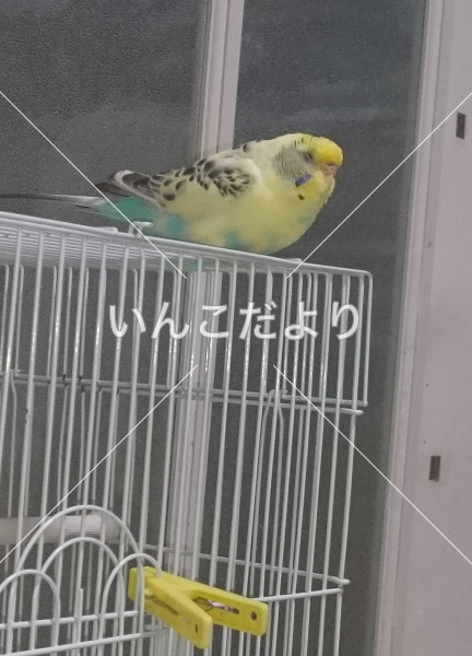 迷い鳥の写真