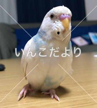 迷い鳥の写真