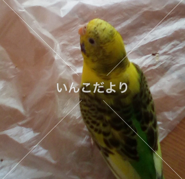 迷い鳥の写真