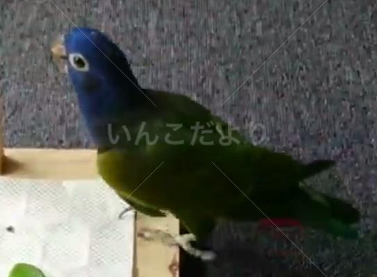 迷い鳥の写真