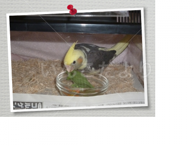 迷い鳥の写真