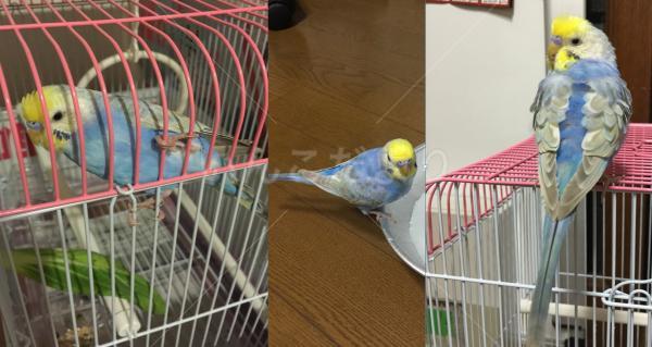 保護鳥の写真