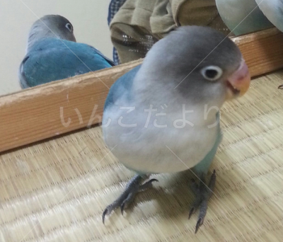迷い鳥の写真