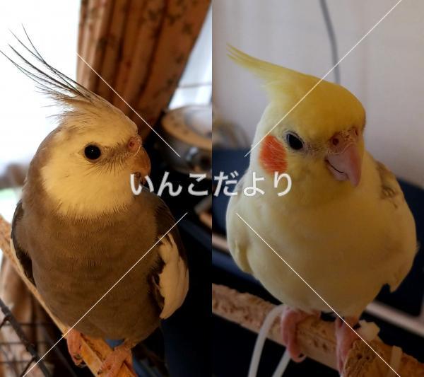 迷い鳥の写真