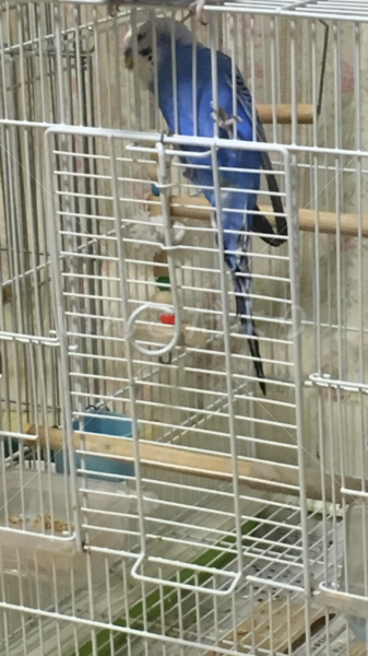 迷い鳥の写真