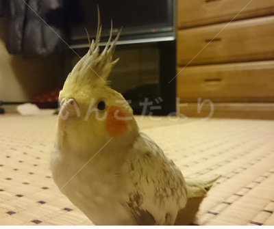 迷い鳥の写真