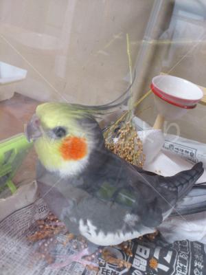 保護鳥の写真