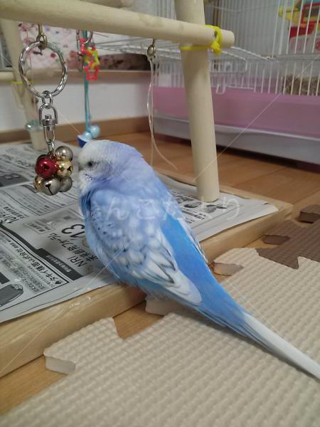 迷い鳥の写真