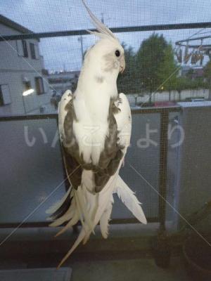 迷い鳥の写真