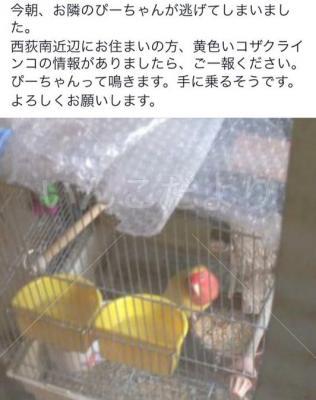 迷い鳥の写真