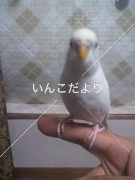 迷い鳥の写真