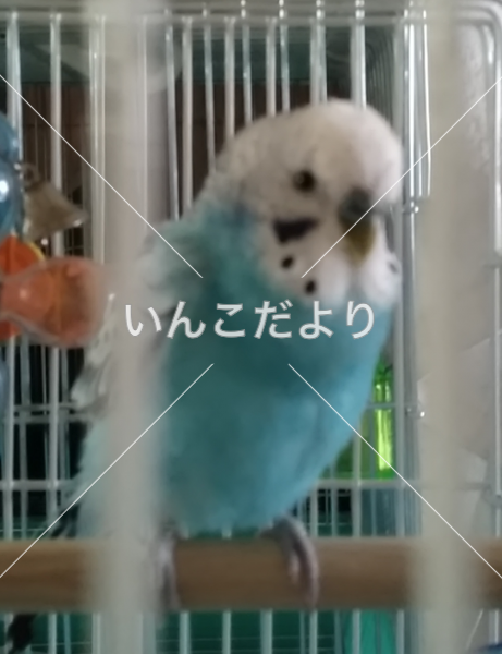 迷い鳥の写真