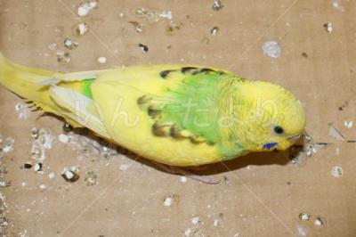 保護鳥の写真