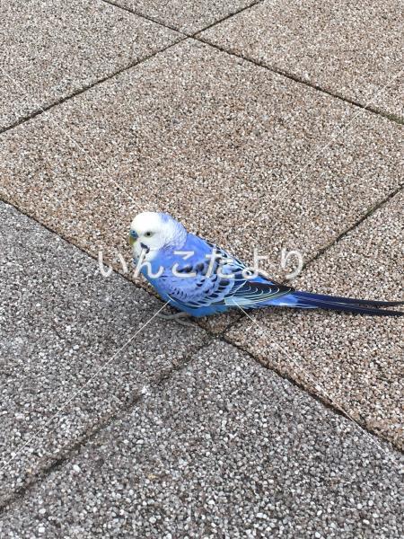 保護鳥の写真